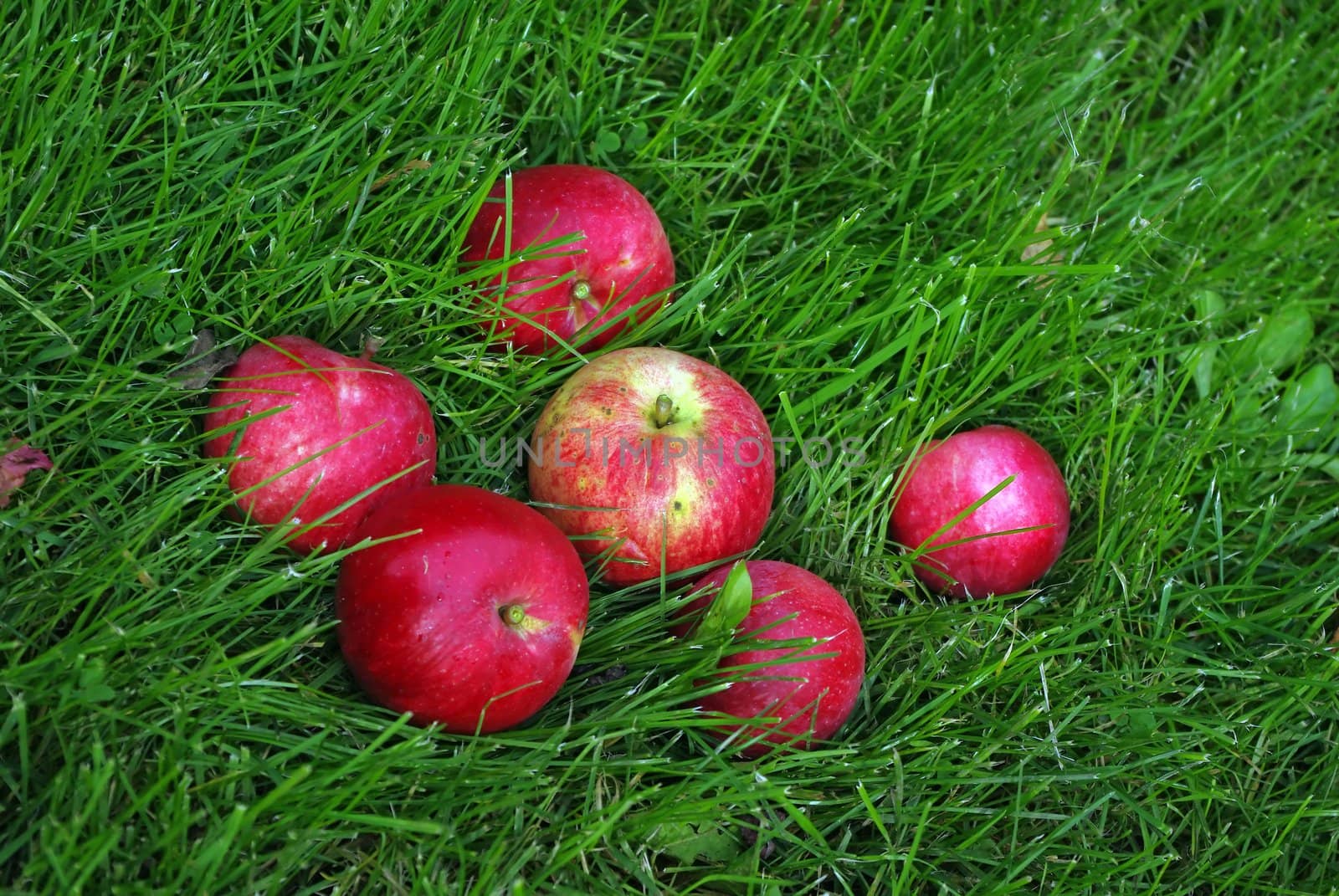 The red ripe apple in green grass