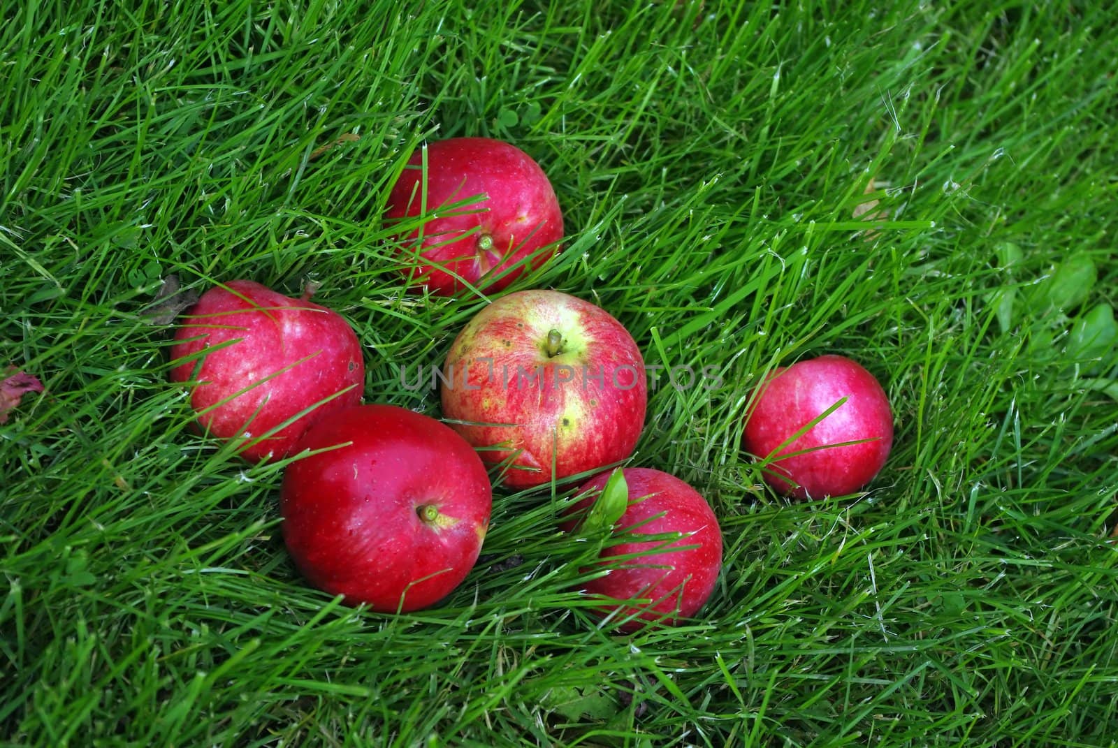 Red Apple In Grass by Vitamin