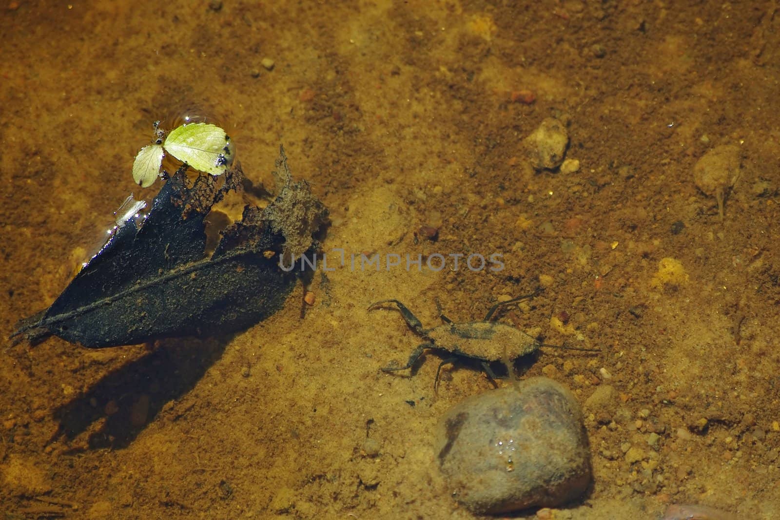 Yellow water scorpion in natural environment closeup
