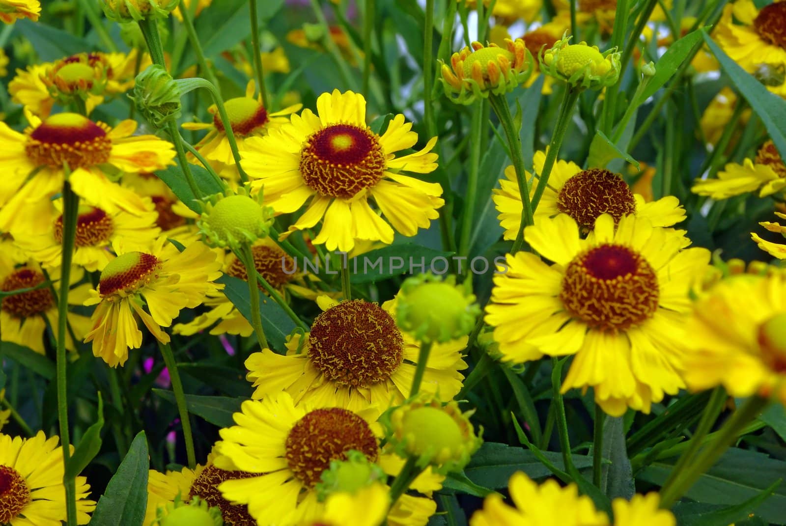 Gerbera flowers by Vitamin