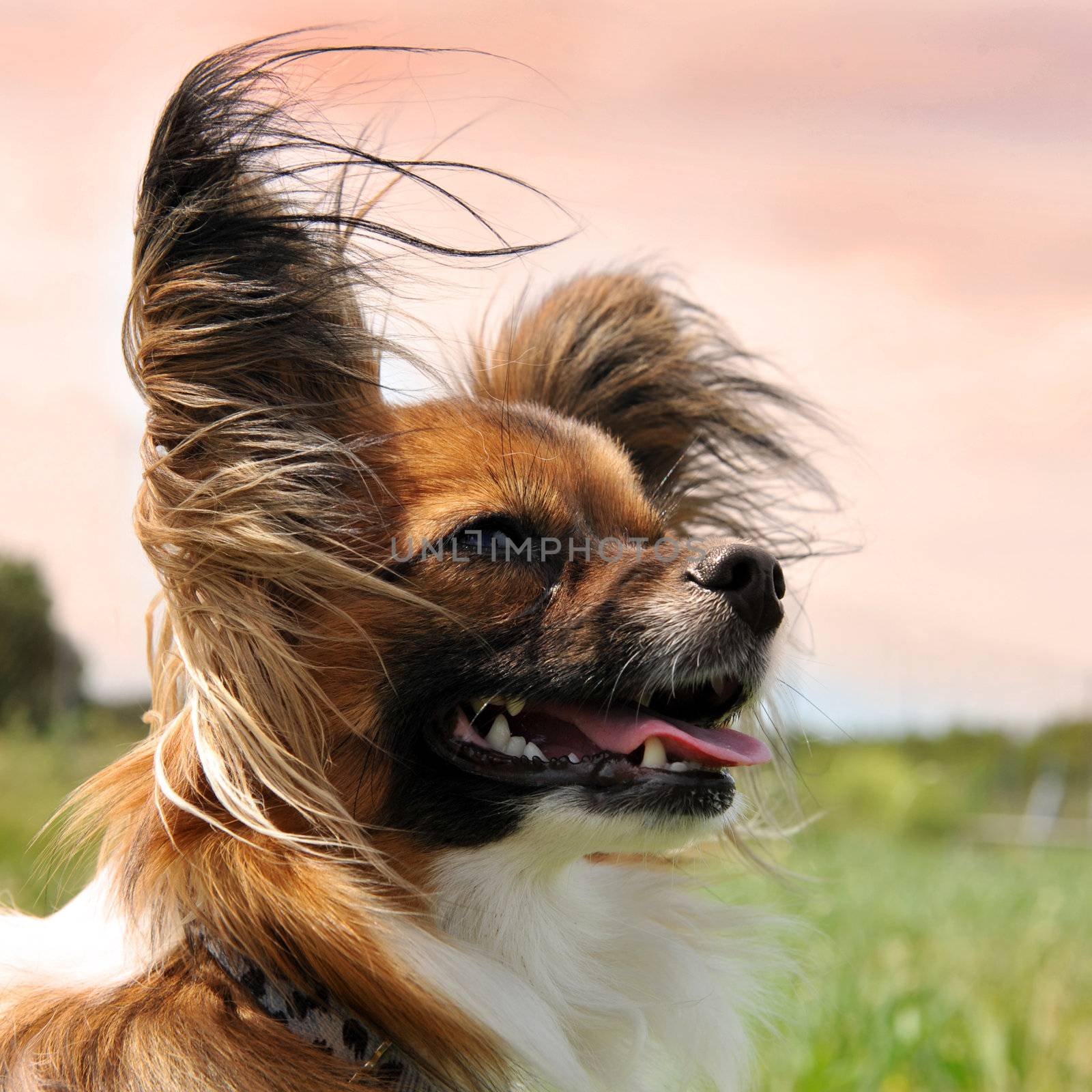 portrait of a purebred papillon dog in the evening light