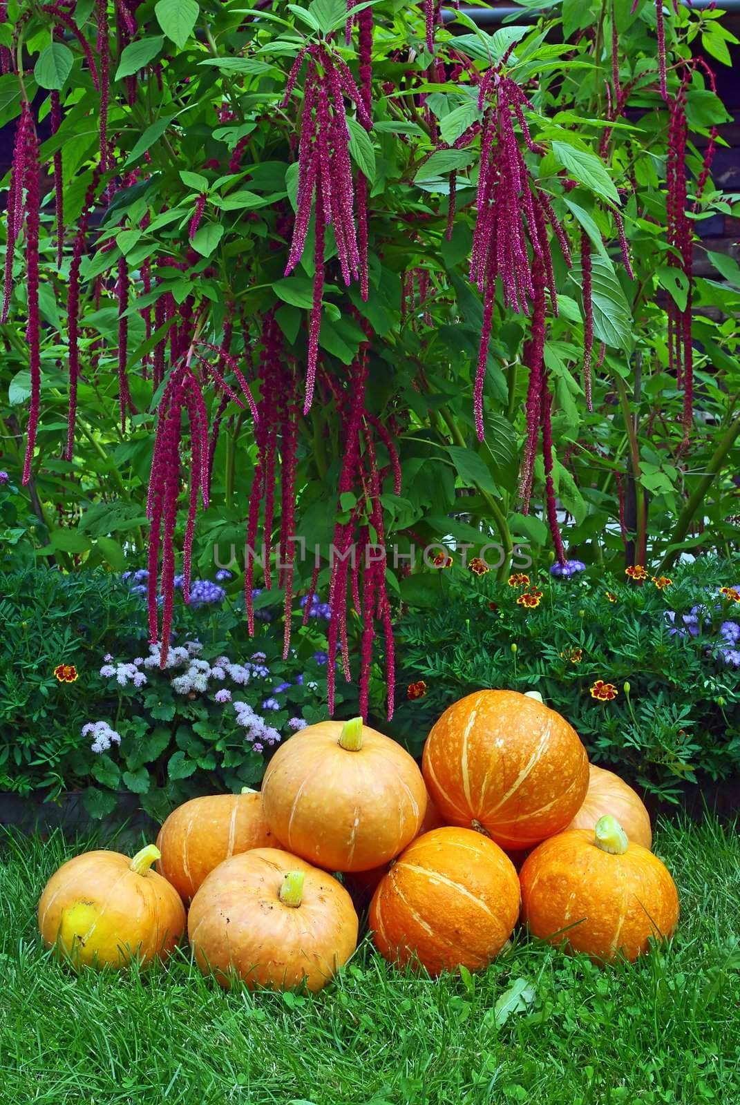 A pile of pumpkins on red amaranth plant background