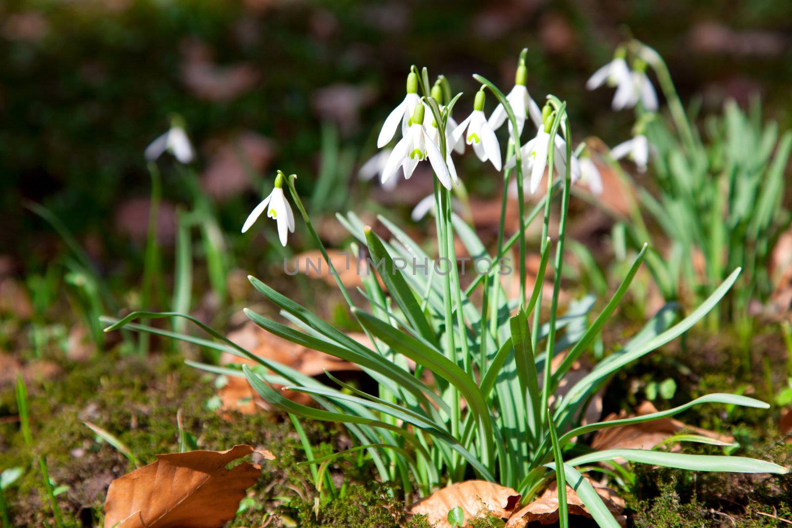 Close up of wild Snowdrops, in spring by motorolka