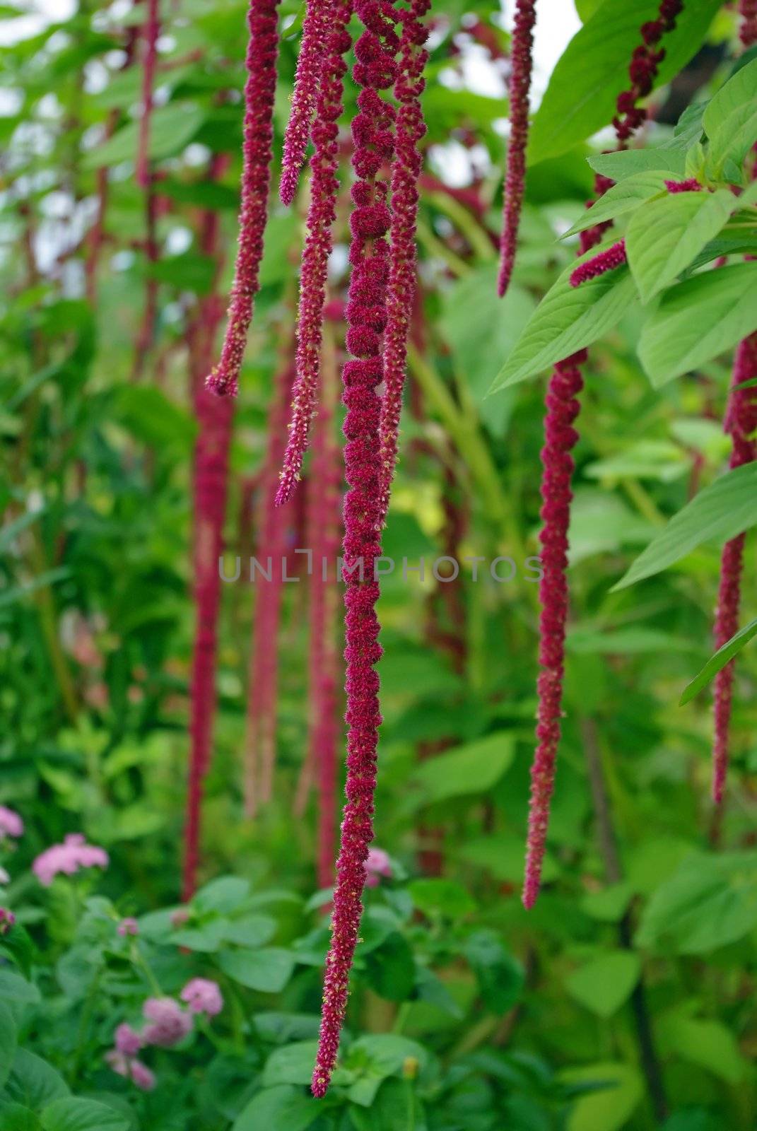 Red decorative amaranth plant in the garden