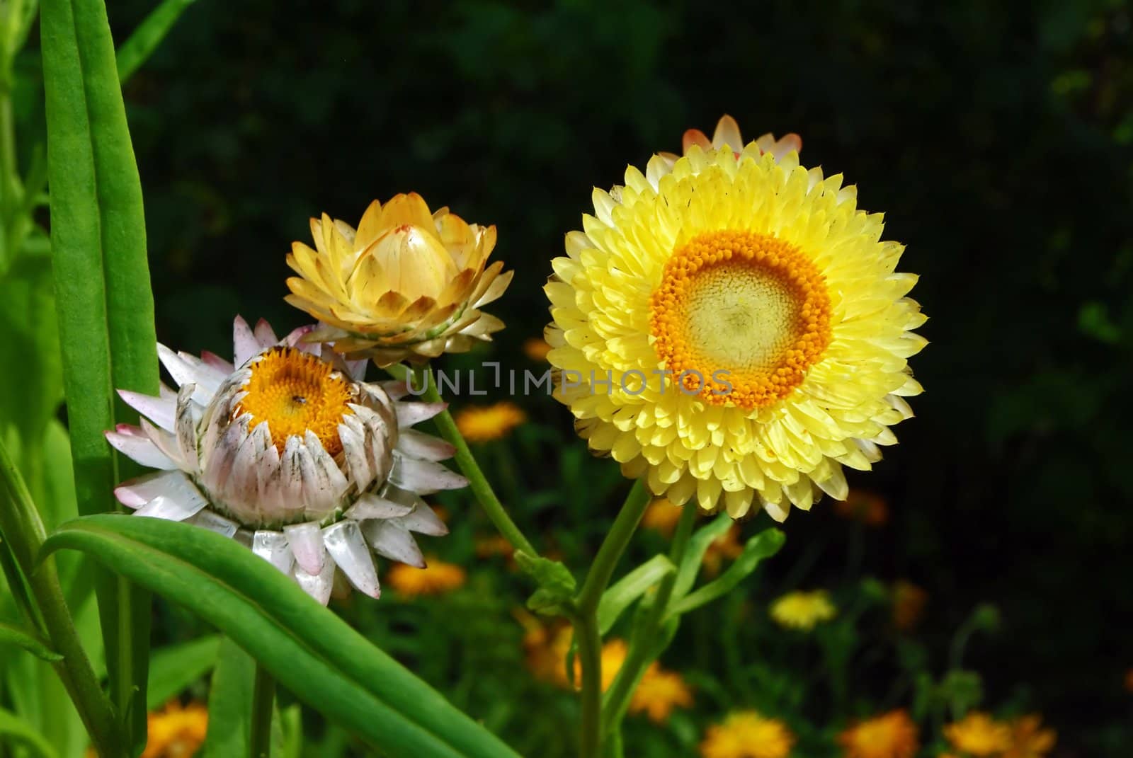 Beautiful yellow helichrysum flowers suitable for drying