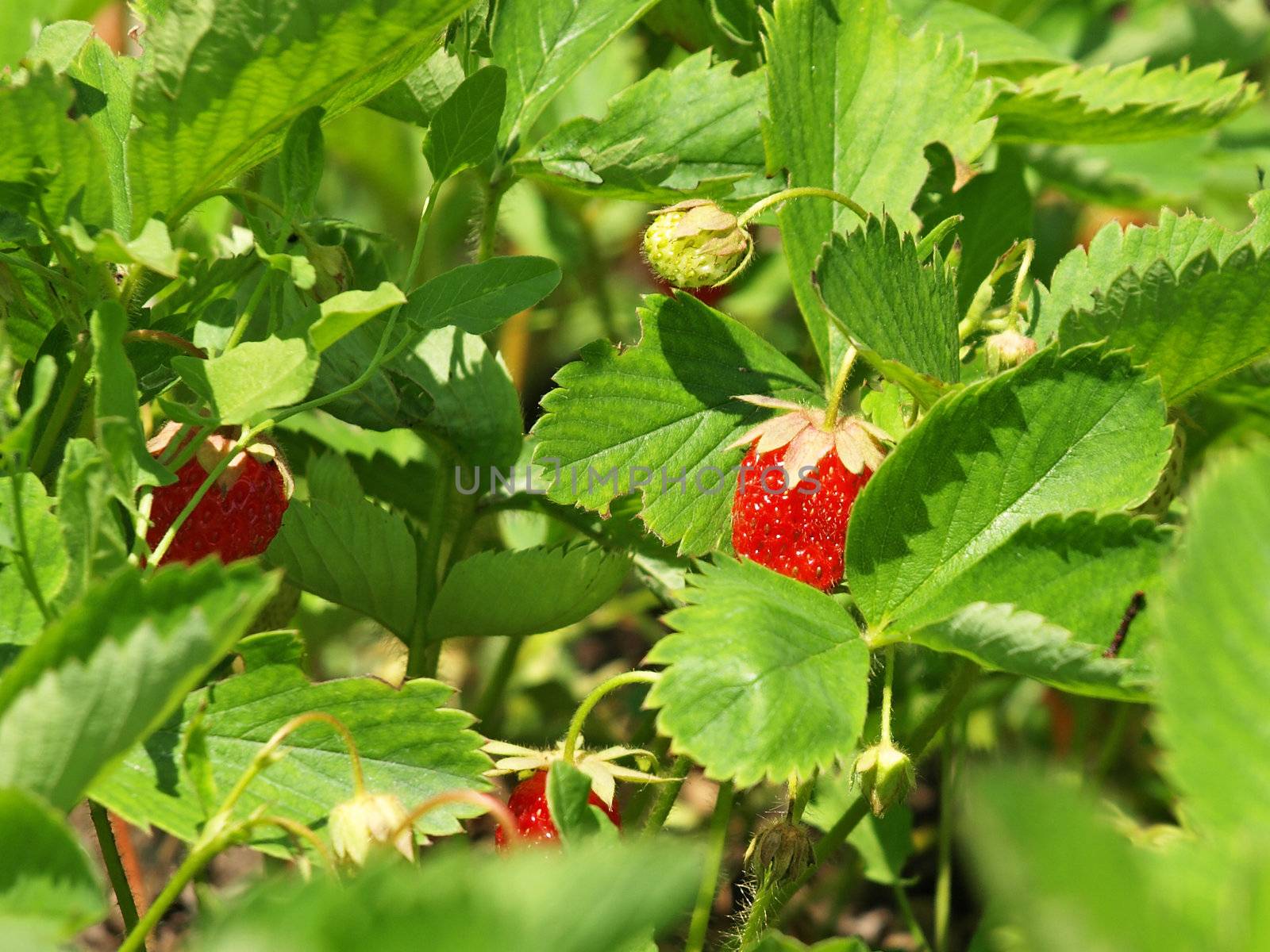 Ripe strawberry growing in garden.