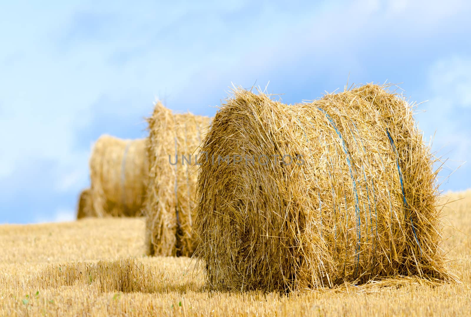 straw roll in a harvested field