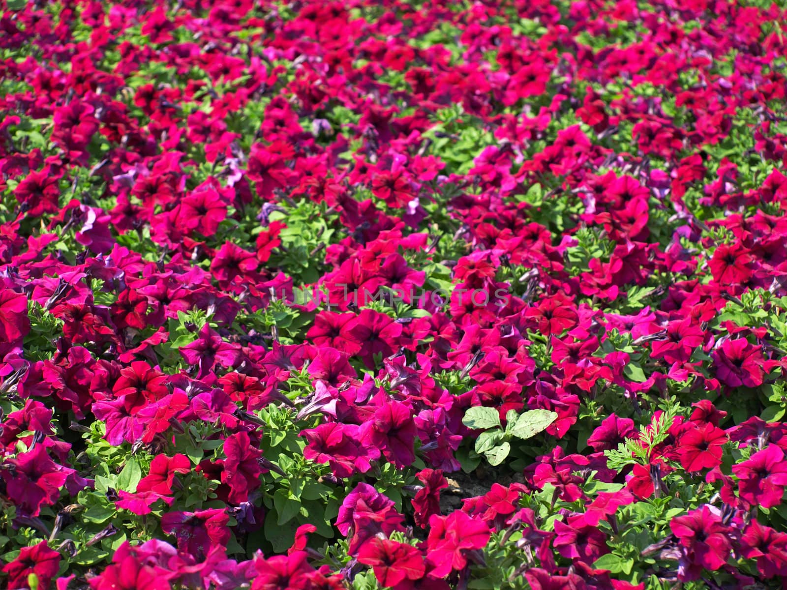Red colorful flowers as background.