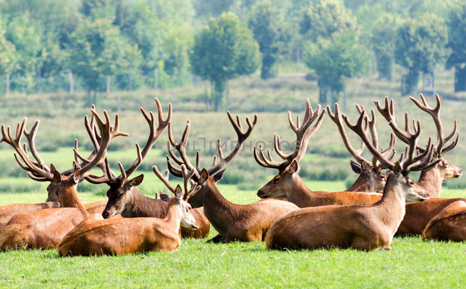 a herd of deer resting