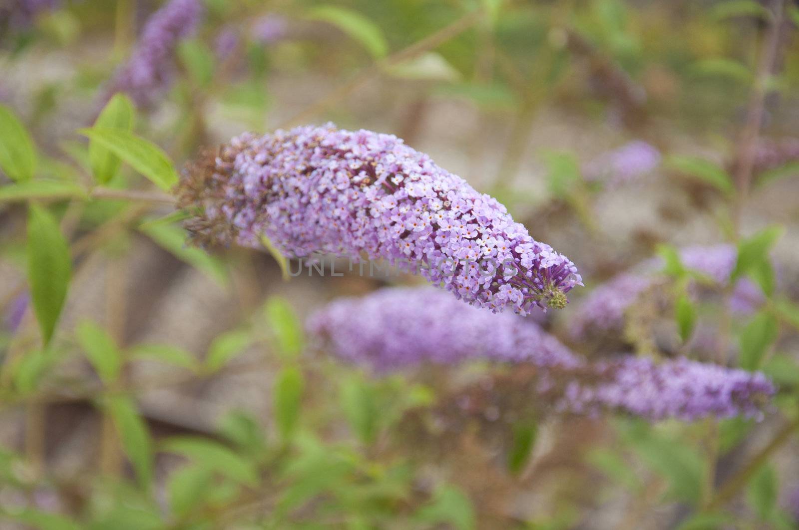 Fragrant Lilac Bush in Bloom by kdreams02