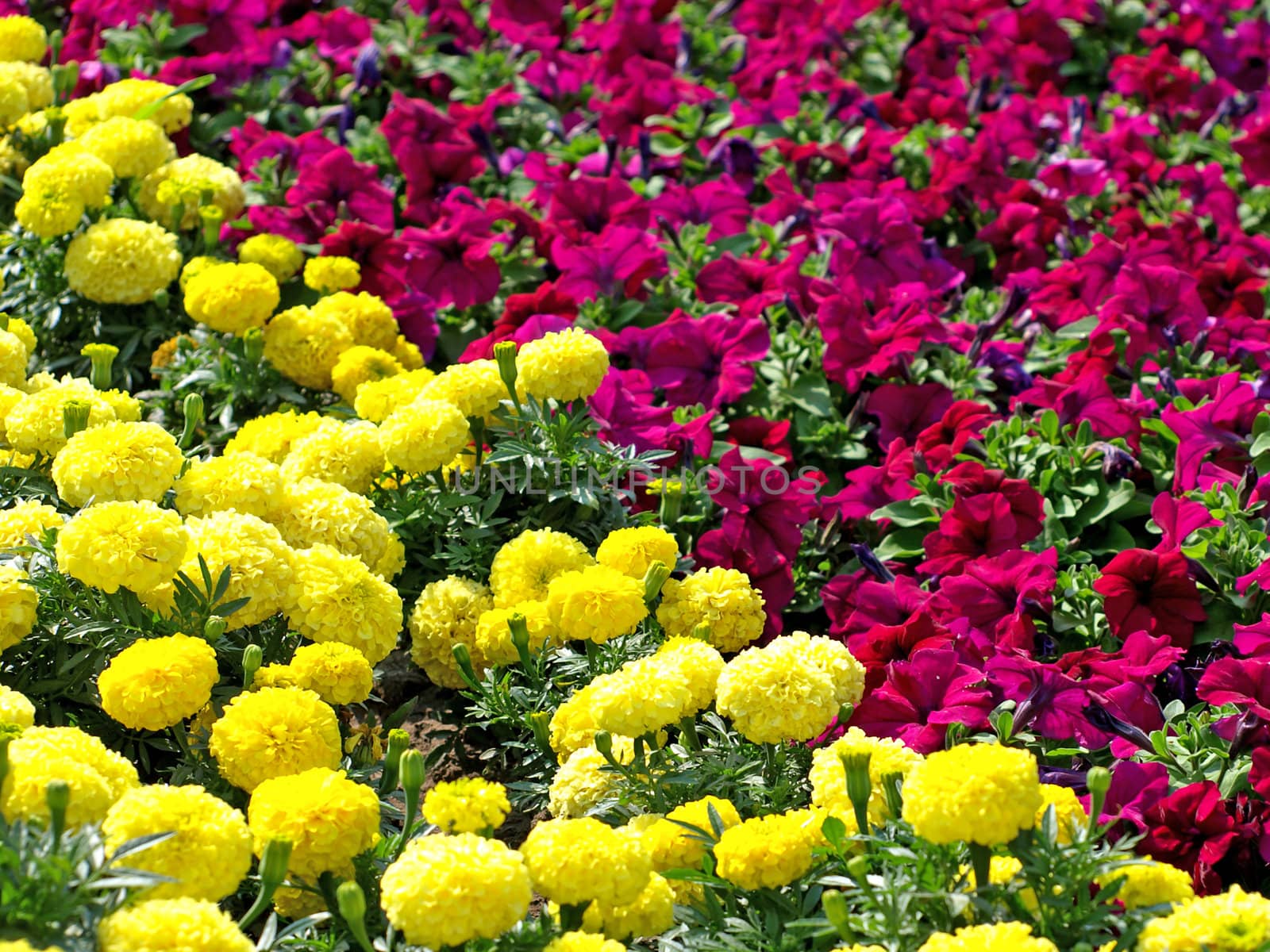Colorful yellow and red flowers.