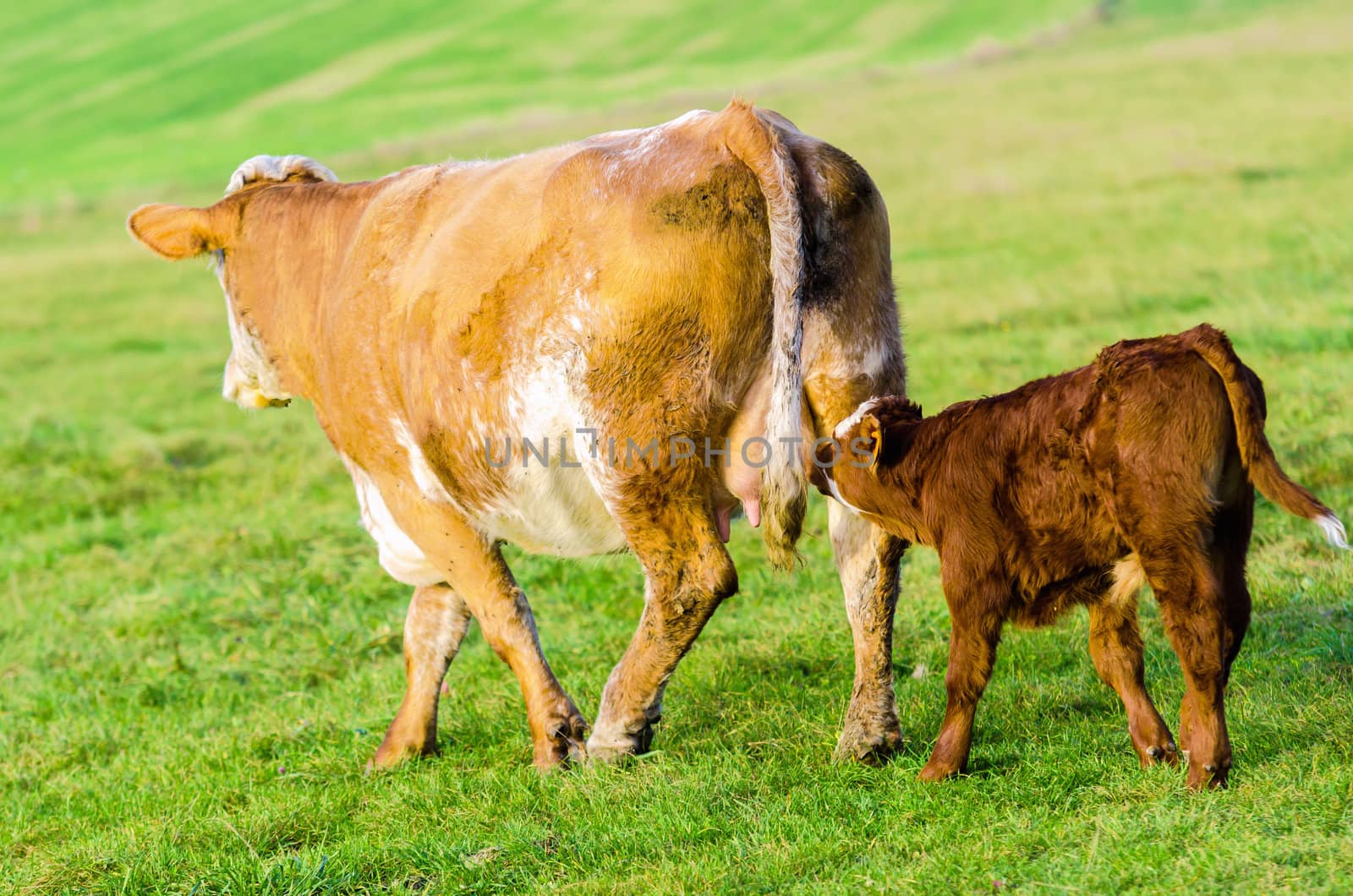 Cow and calf by gufoto