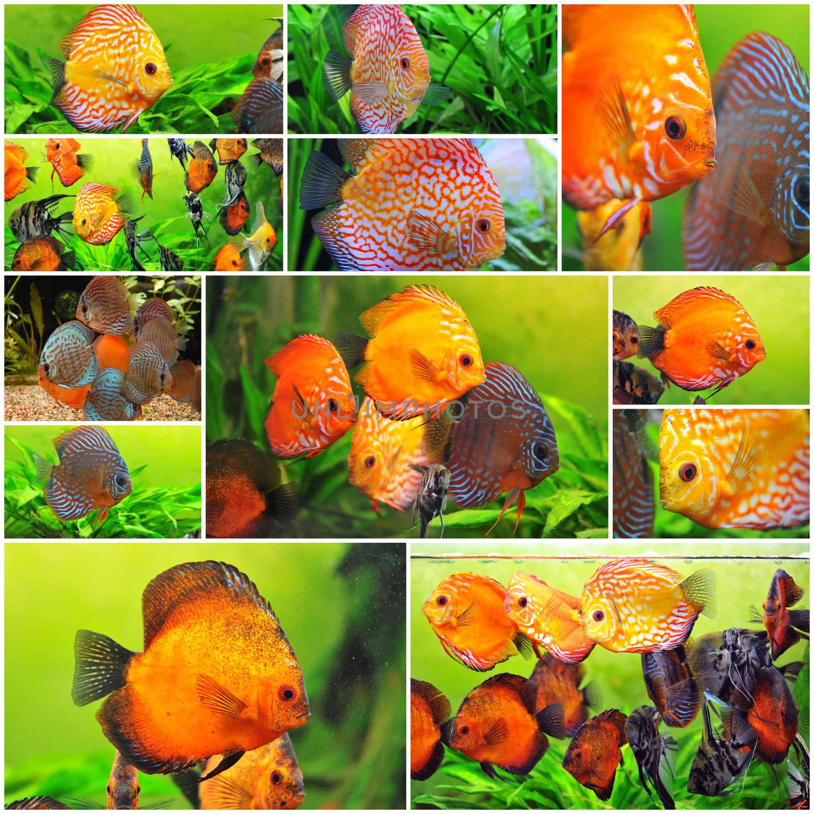 group of colorful symphysodon discus in aquarium