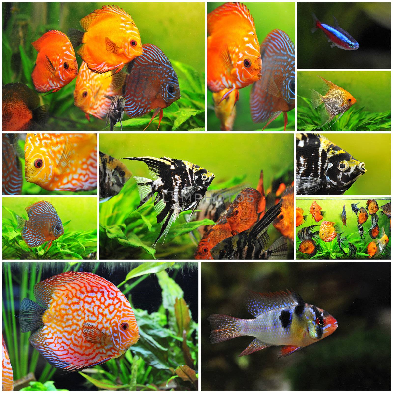 pterophyllum scalare  symphysodon discus and apistogramma in a tank 