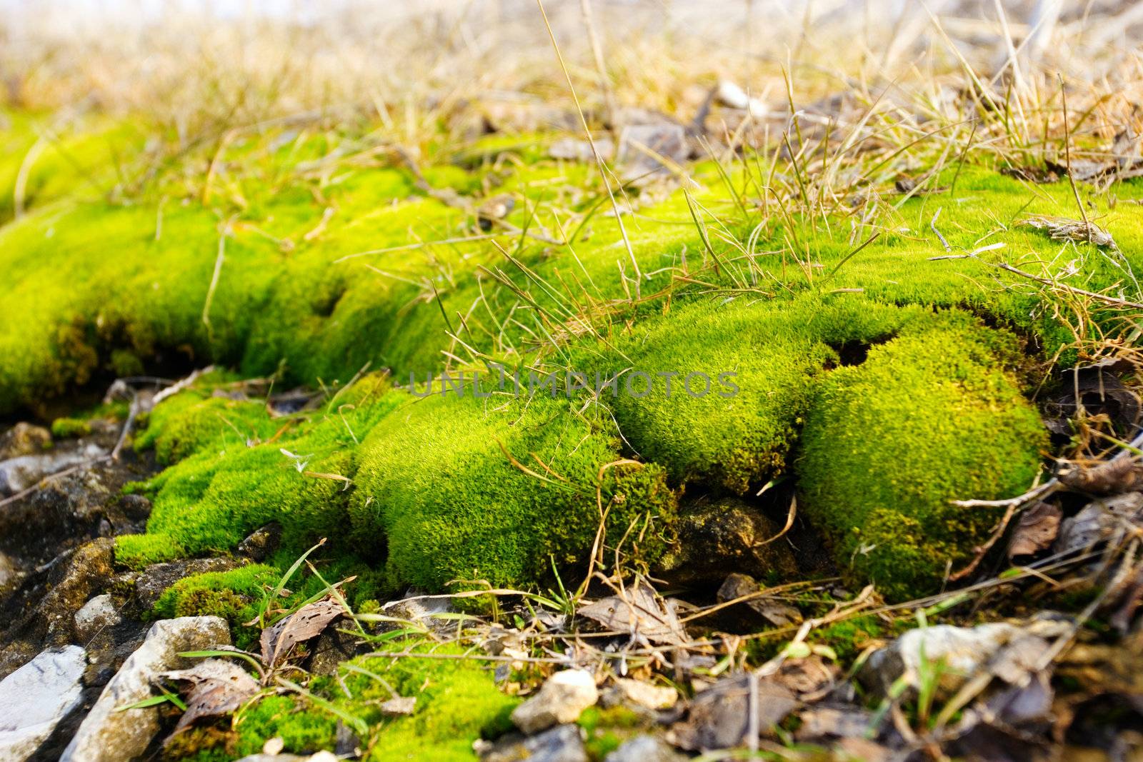 green moss by vsurkov