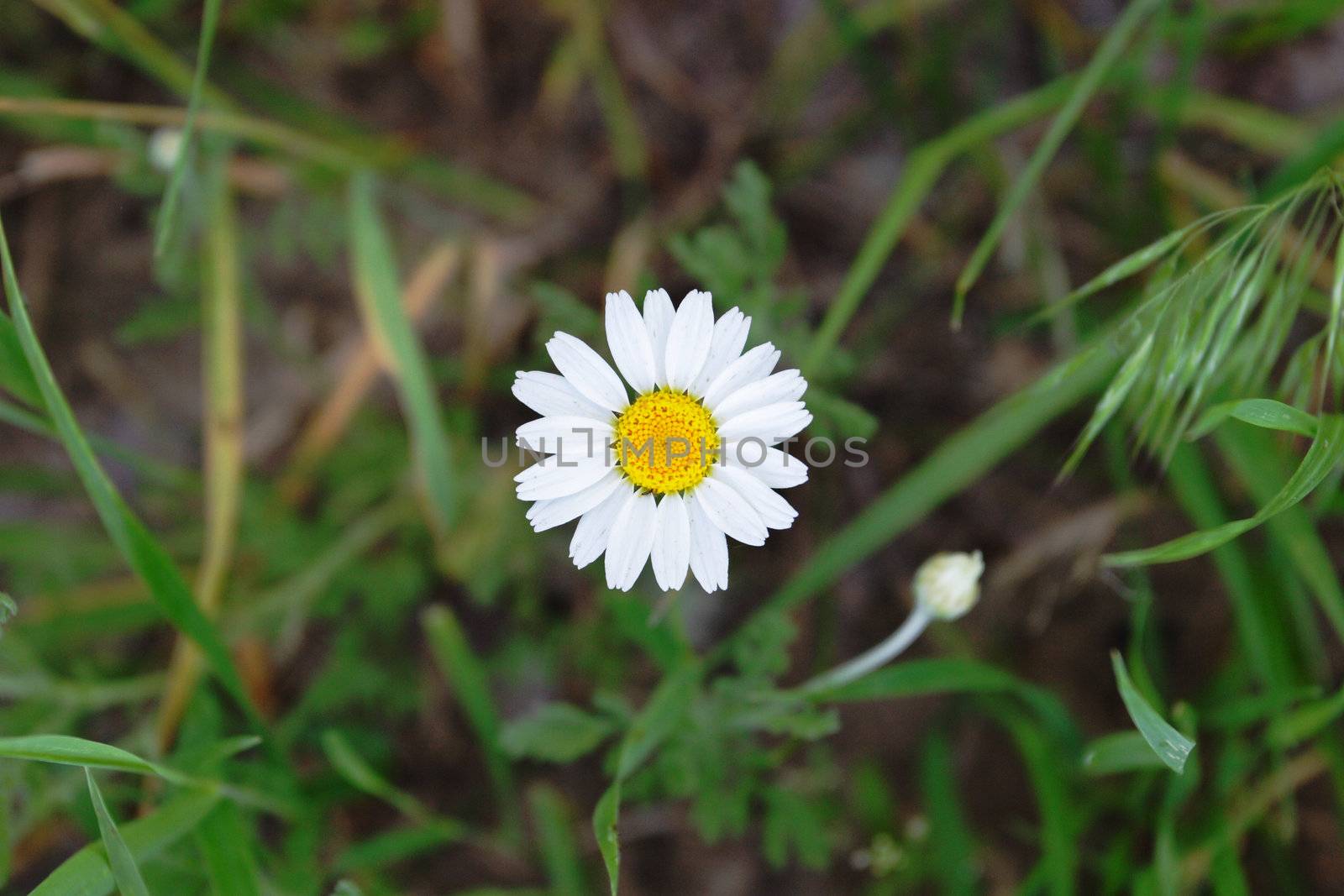 a flower of chamomile by vsurkov