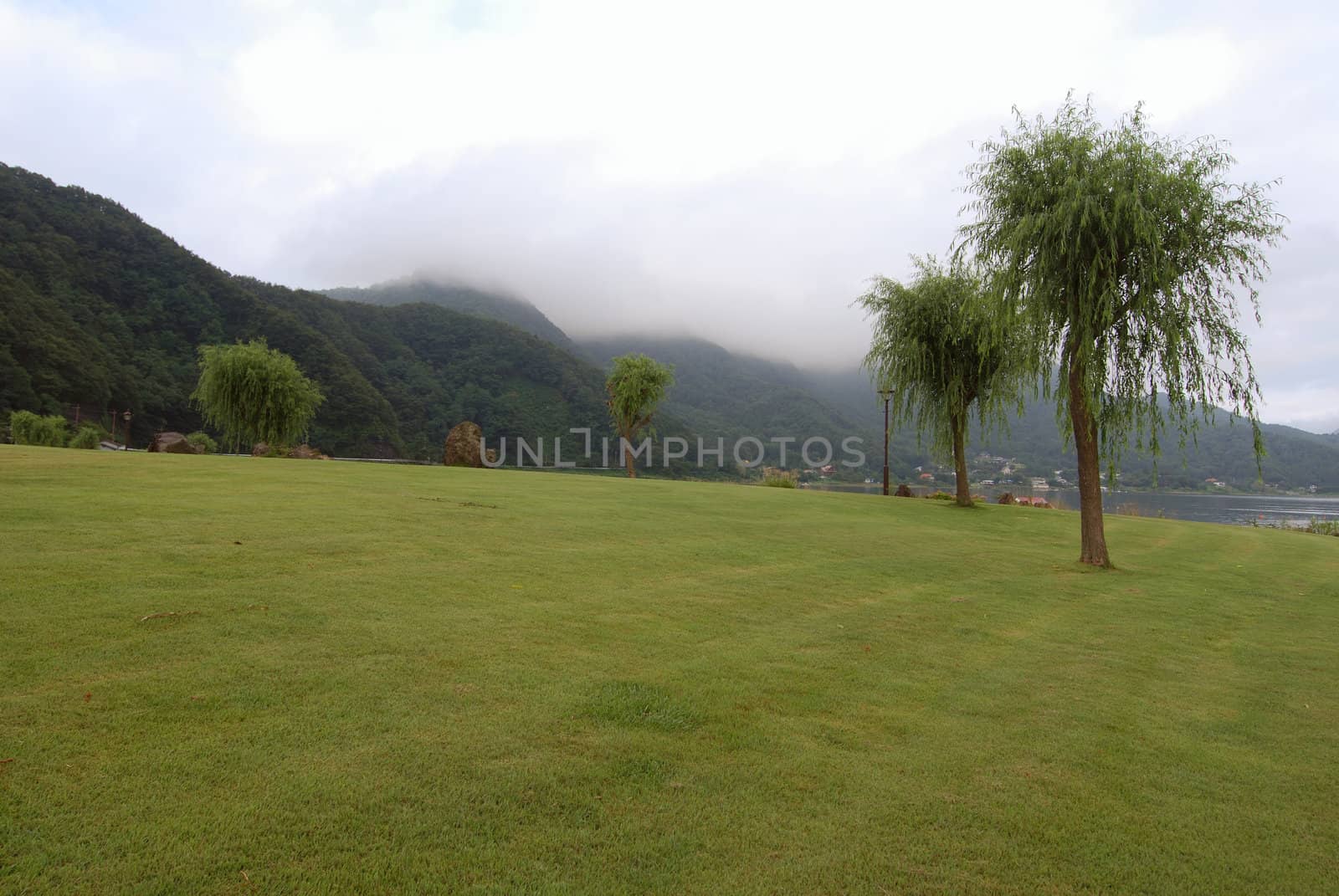 fresh summer landscape with willow trees and green grass lawn, Lake Kawaguchi, Japan