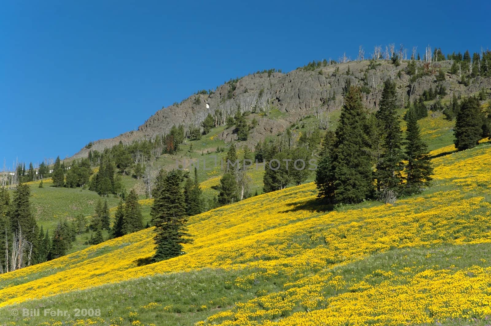 Hillside covered in flowers. Yellowstone National Park.