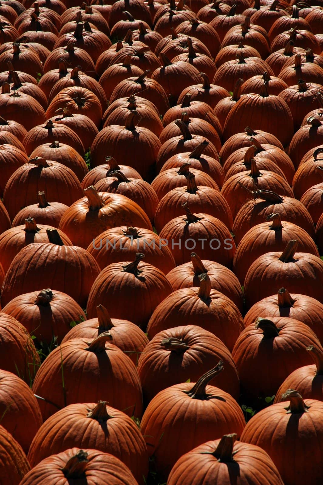 Pumpkin Row by befehr