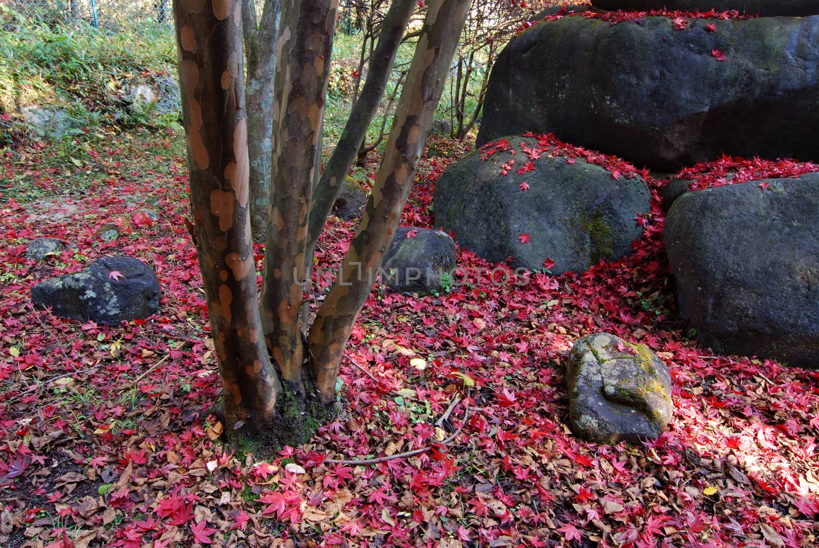 Japanese autumnal background with fallen red maple leafs, big boulders and tree trunk
