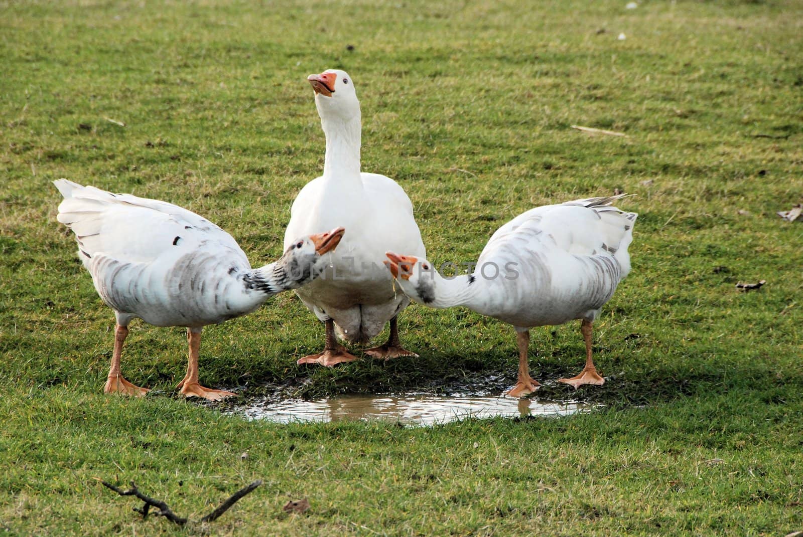 Three Geese taking a drink from a puddle in their field