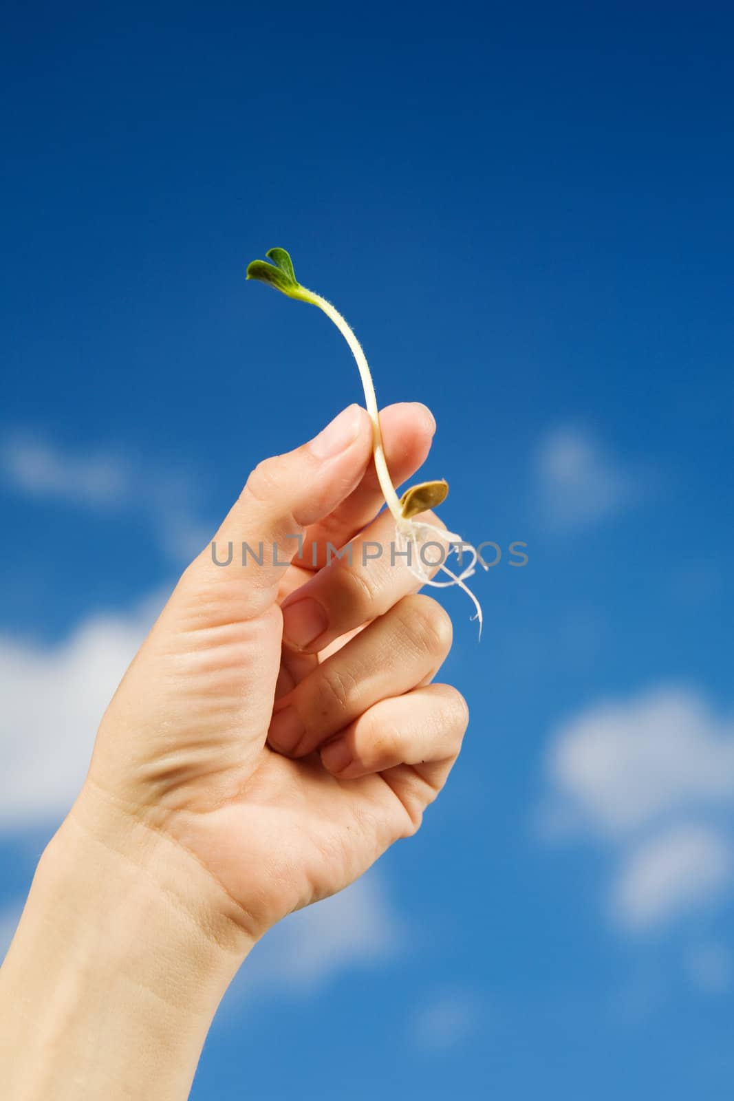 small sprout in the hand over the sky