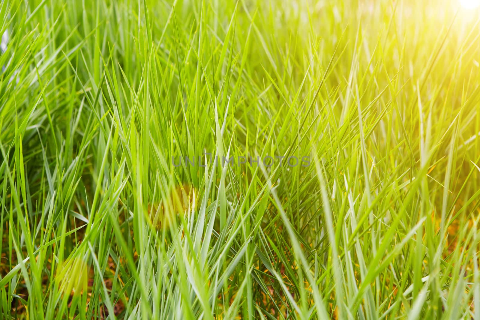 view of grass in sunset