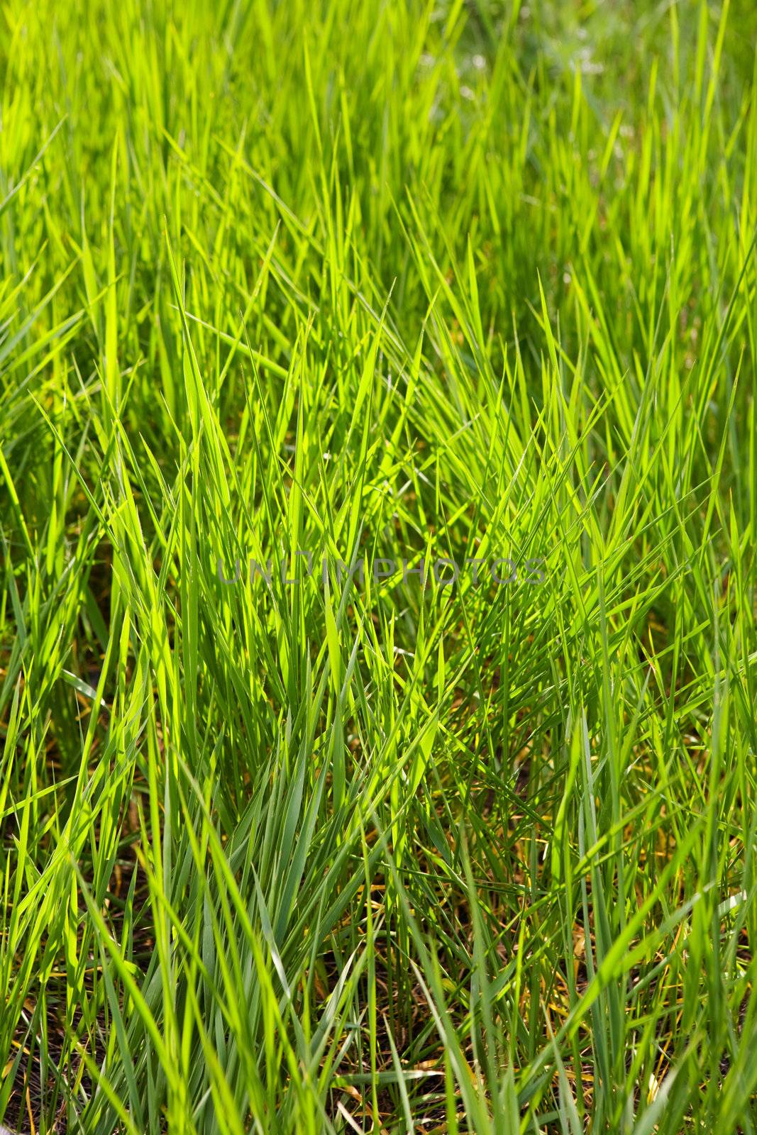 view of green grass in sunlight
