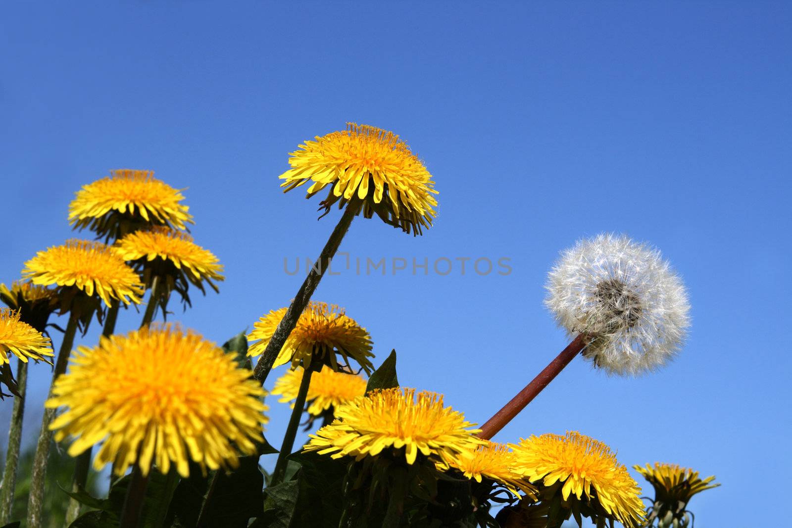 different concepts with dandelions by Mikko