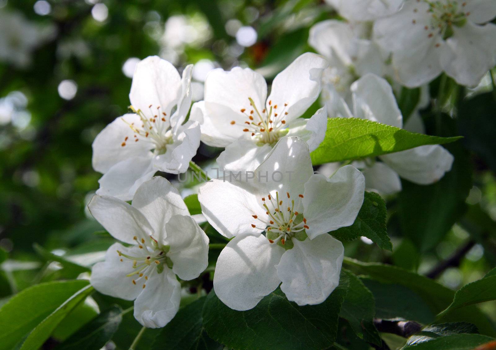 blossom apple-tree flowers by Mikko