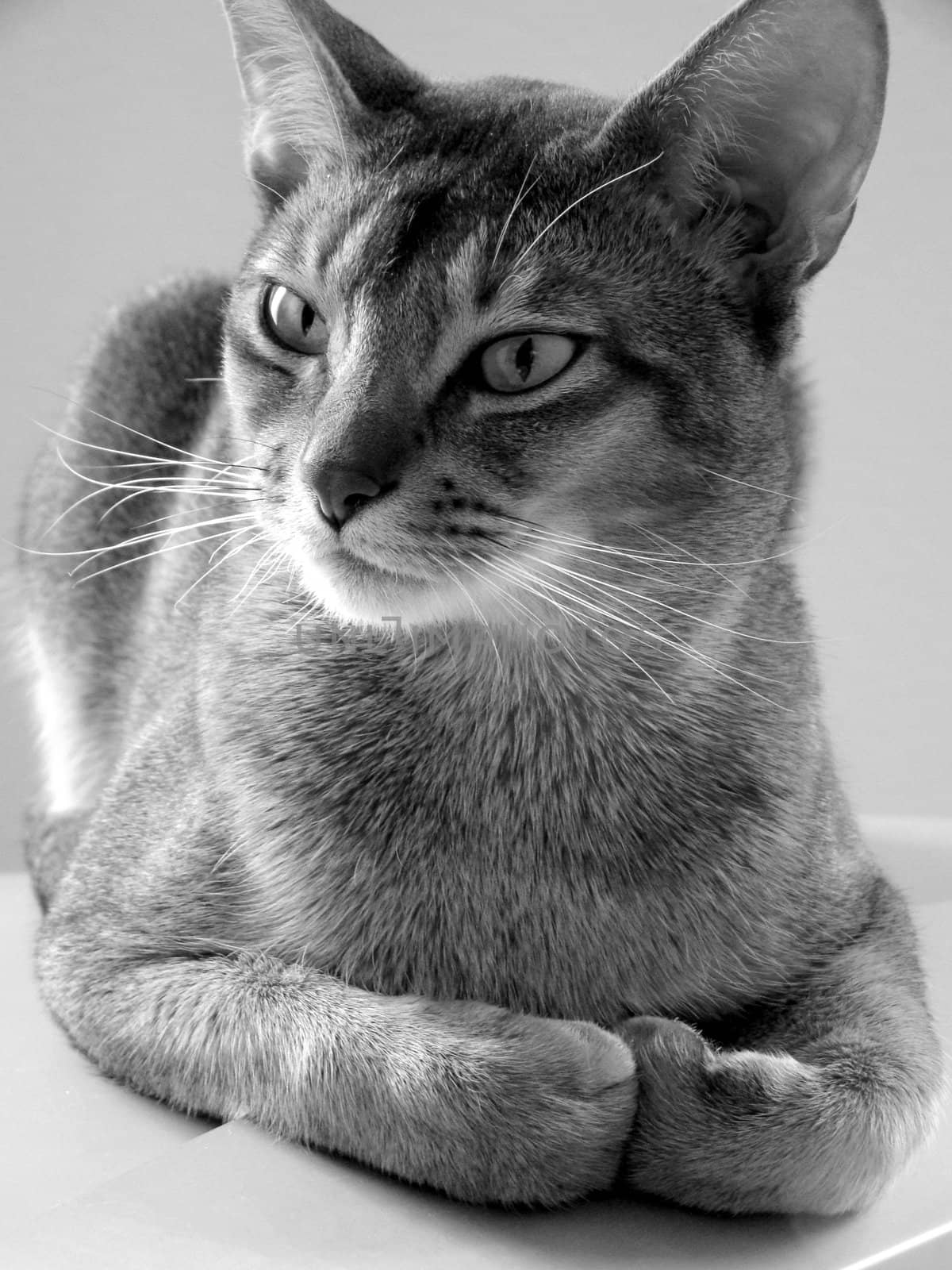 black white picture of sitting abbesin cat