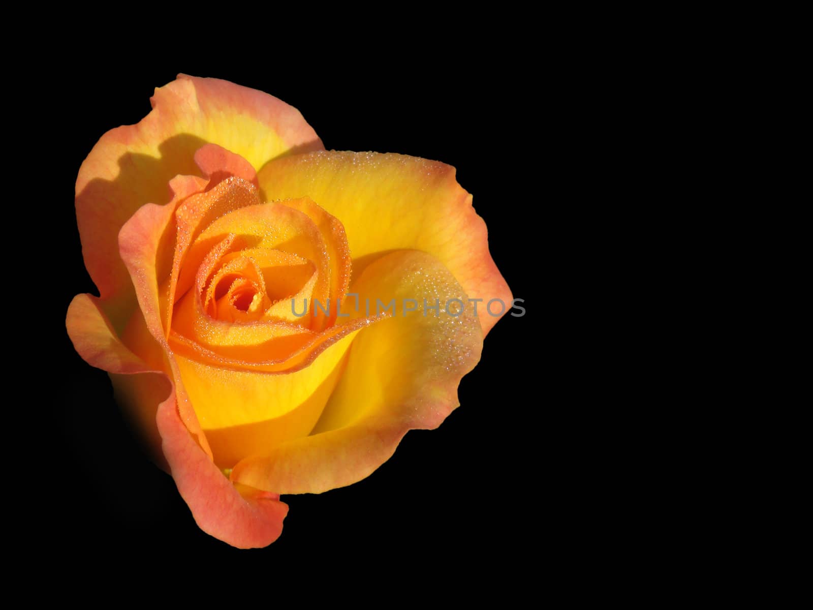 Rose on the black background