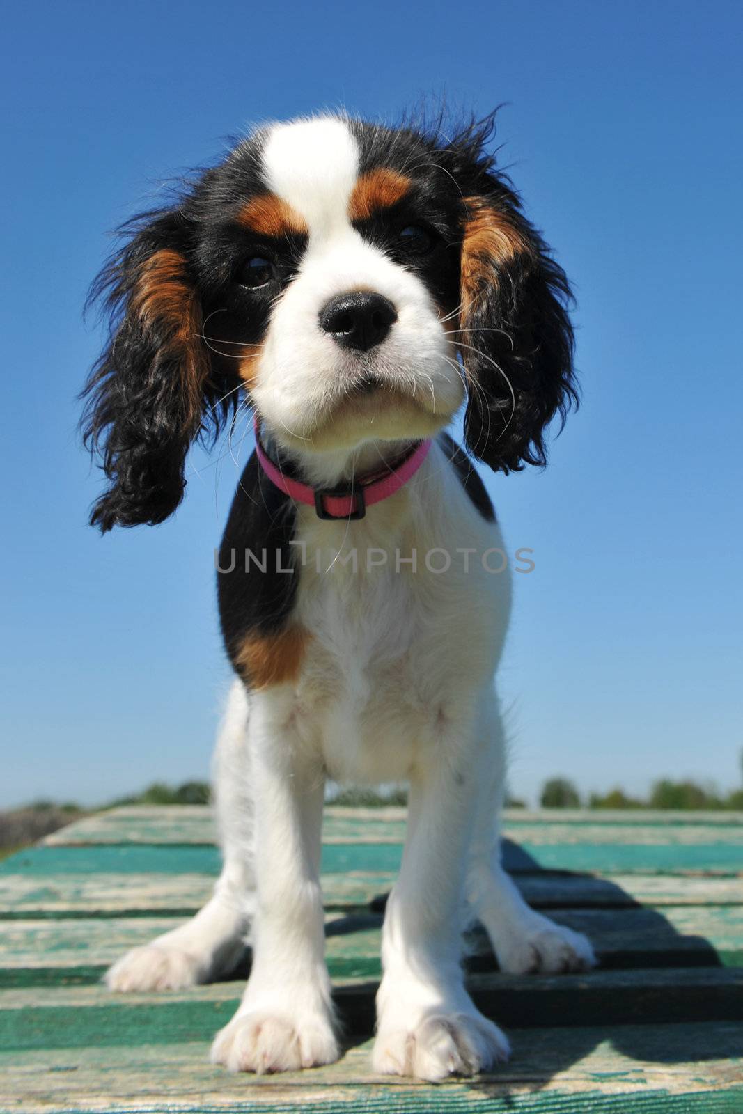 puppy cavalier king charles by cynoclub