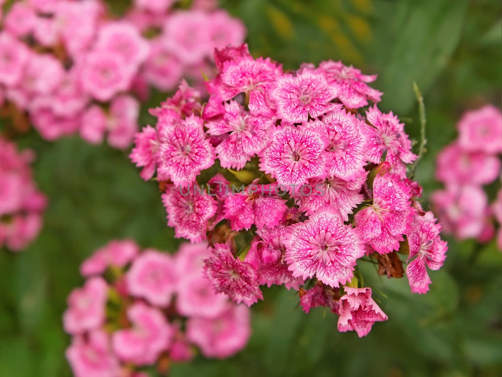 Bright pink flowers by qiiip