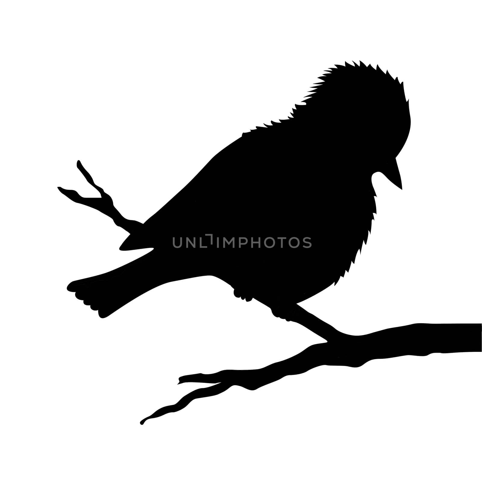bird on branch silhouette on white background by basel101658