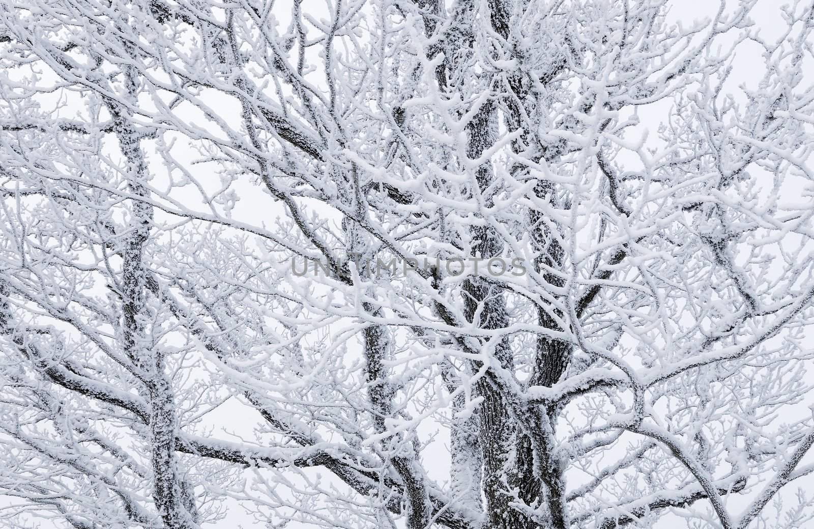 Snowy tree by gufoto