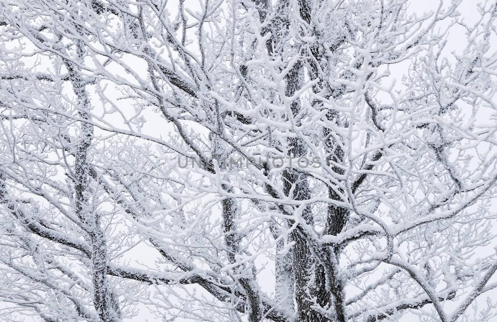 tree branches covered with snow