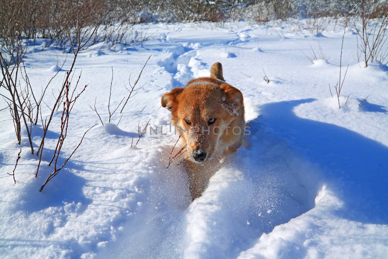 redhead dog in deep snow by basel101658