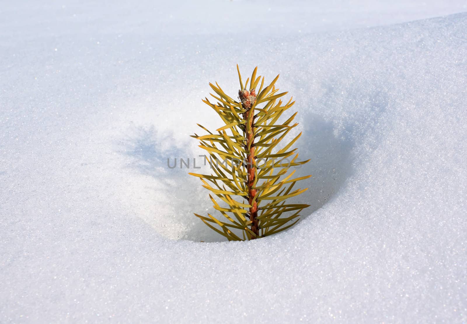 small pine in deep snow