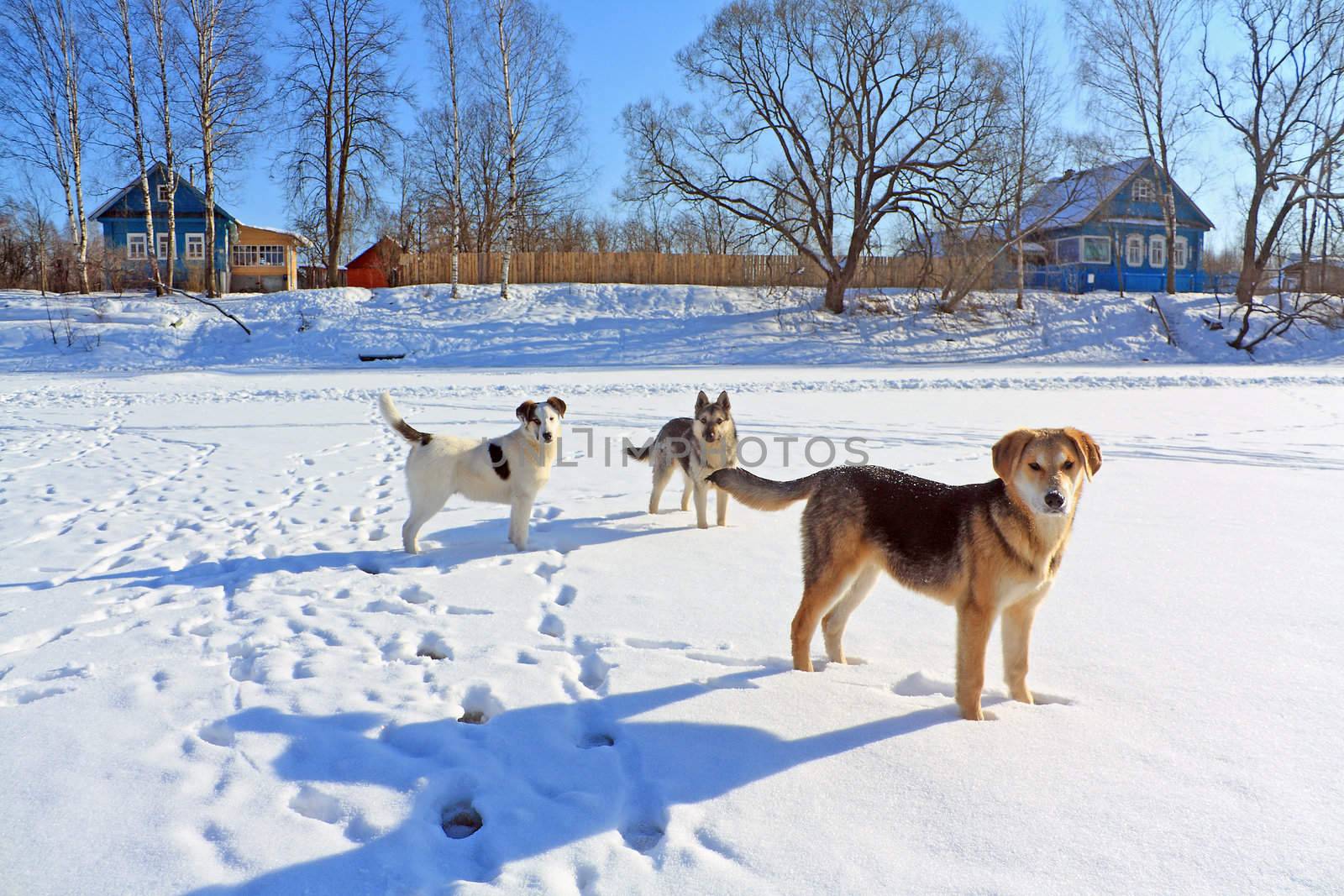 stray dogs on ice river