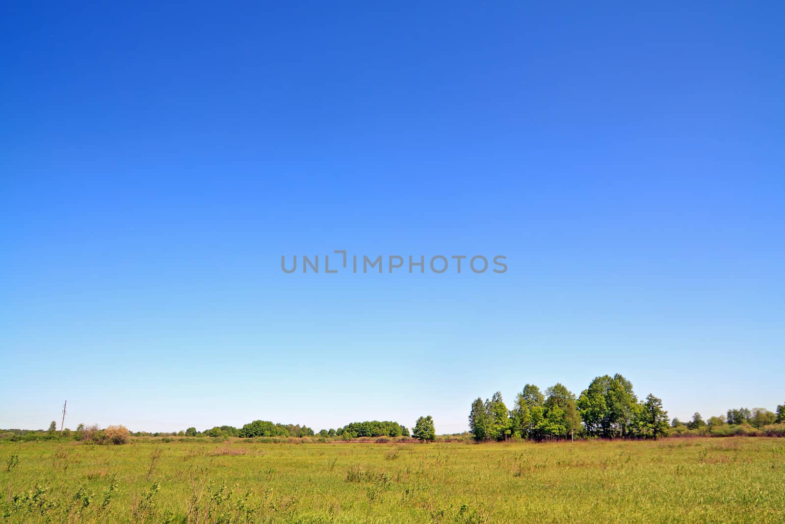 birch copse on autumn field