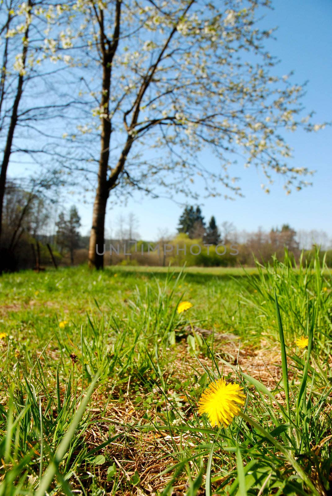 Spring blooming dandelion in a meadow under the blossoming tree