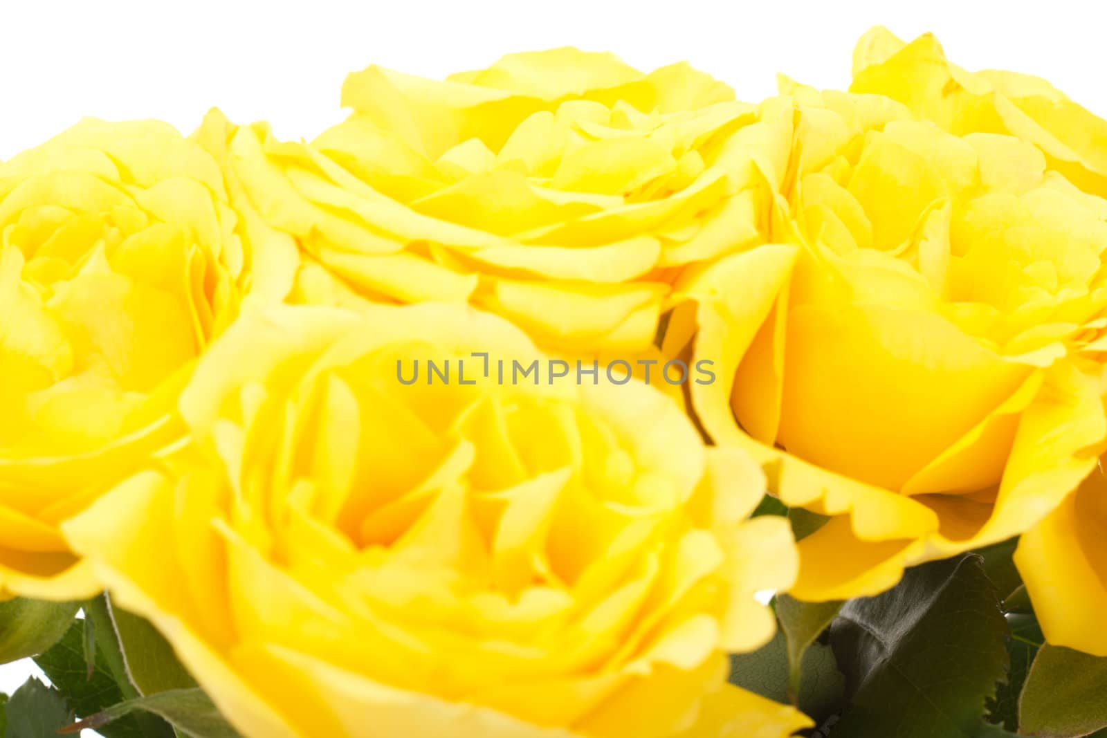 Beautiful bunch of yellow roses by gwolters