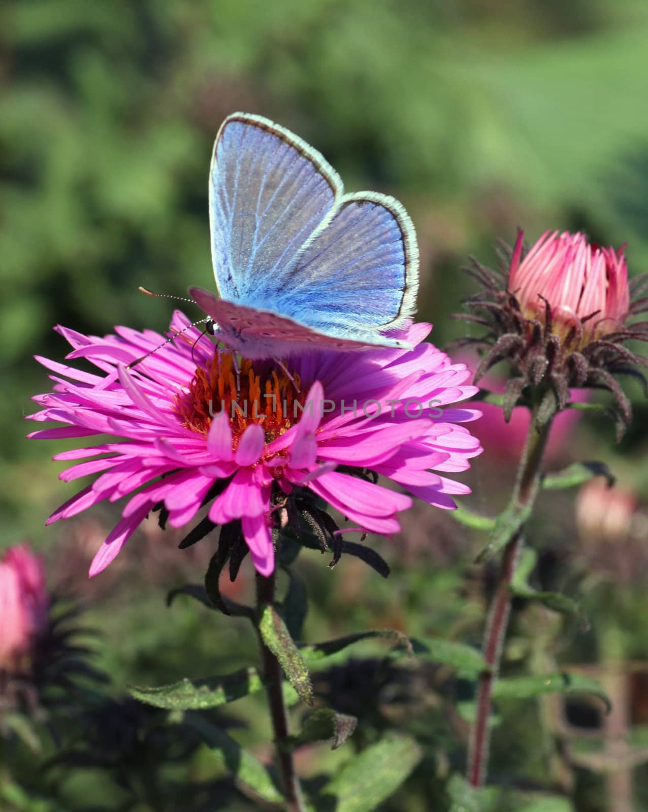 common blue butterfly on chrysanthemum in garden