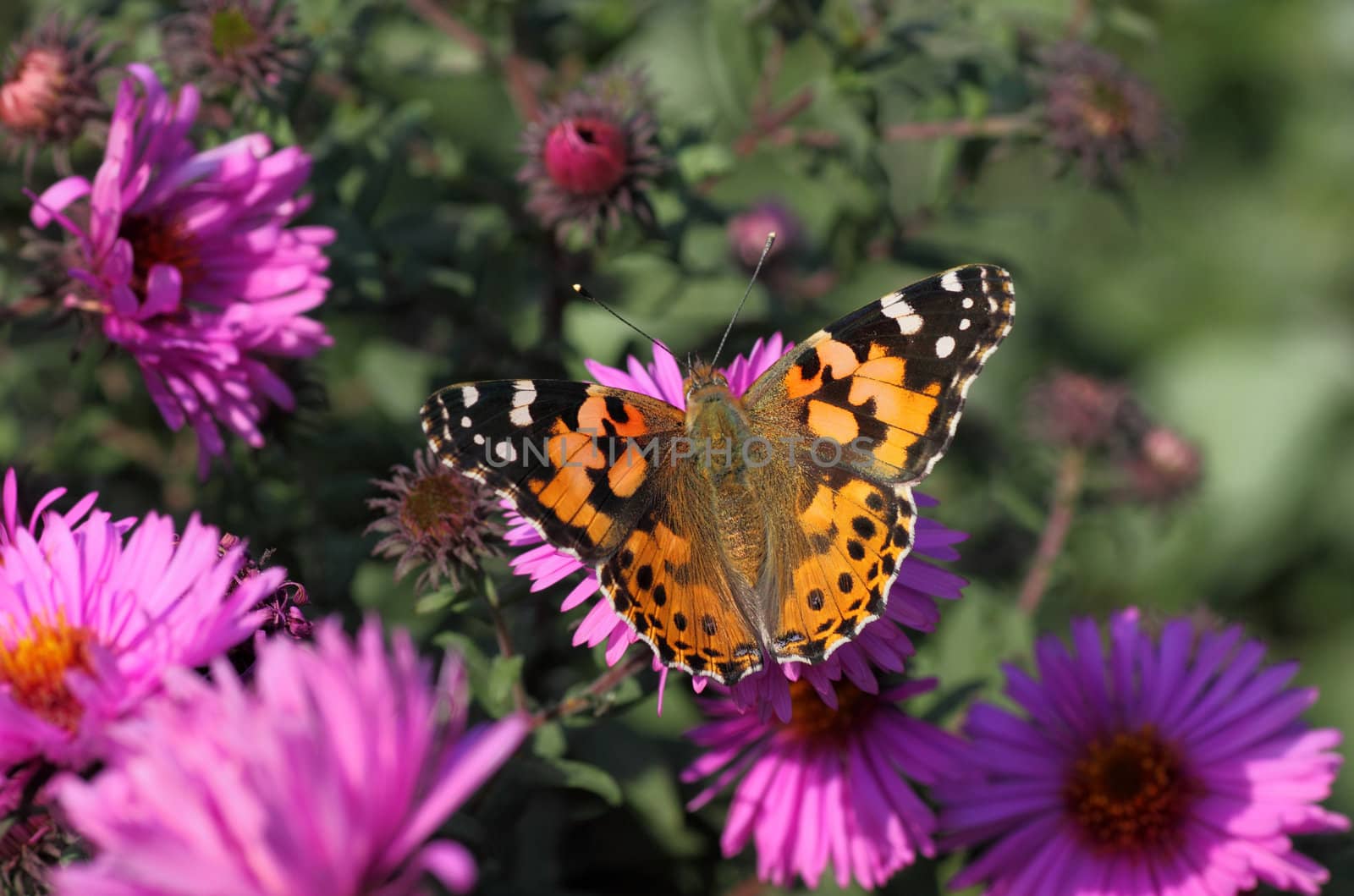 Painted Lady butterfly on flower (chrysanthemum)