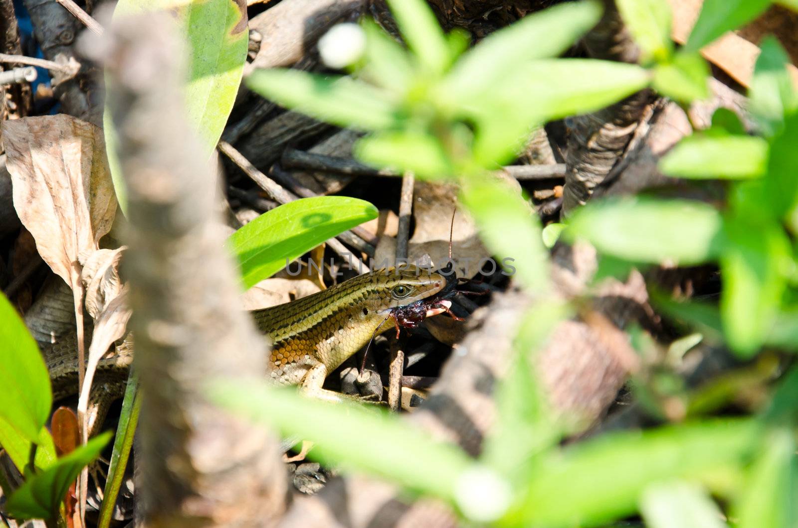 Skink (Eutropis multifasciata) is catching a insects.