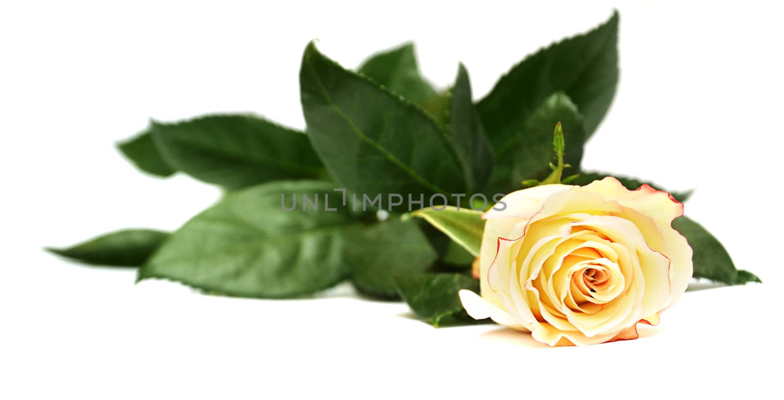yelow roses isolated on white by Lexxizm