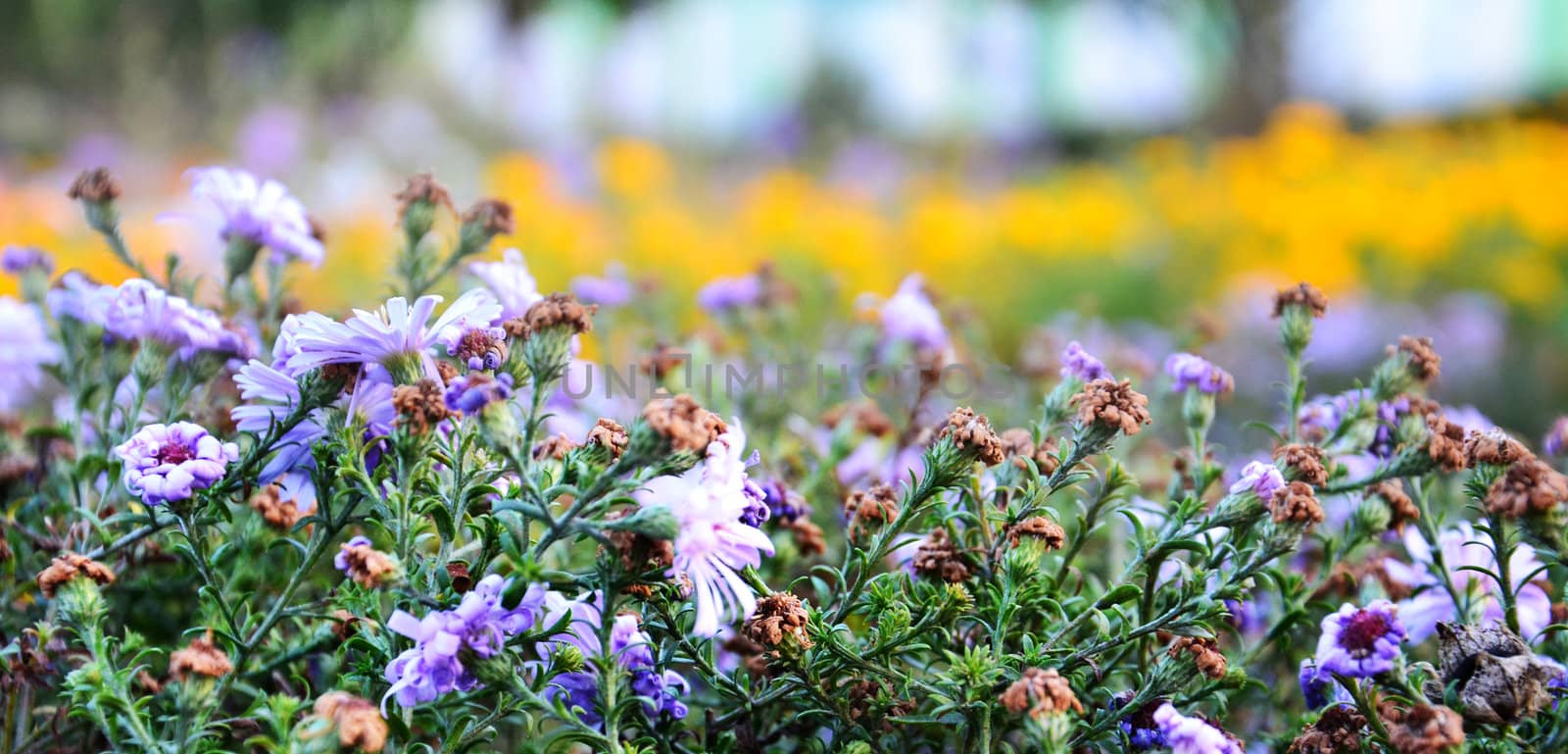 flowers field