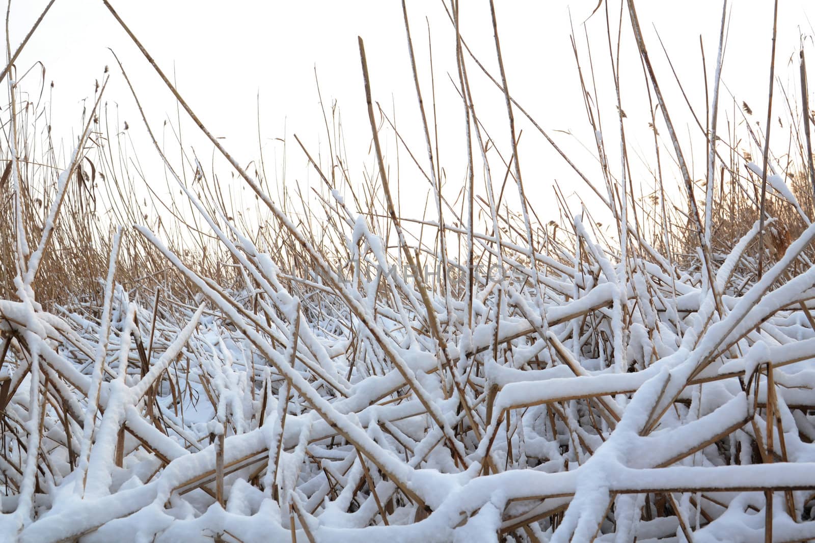 Winter landscape, frozen river bank