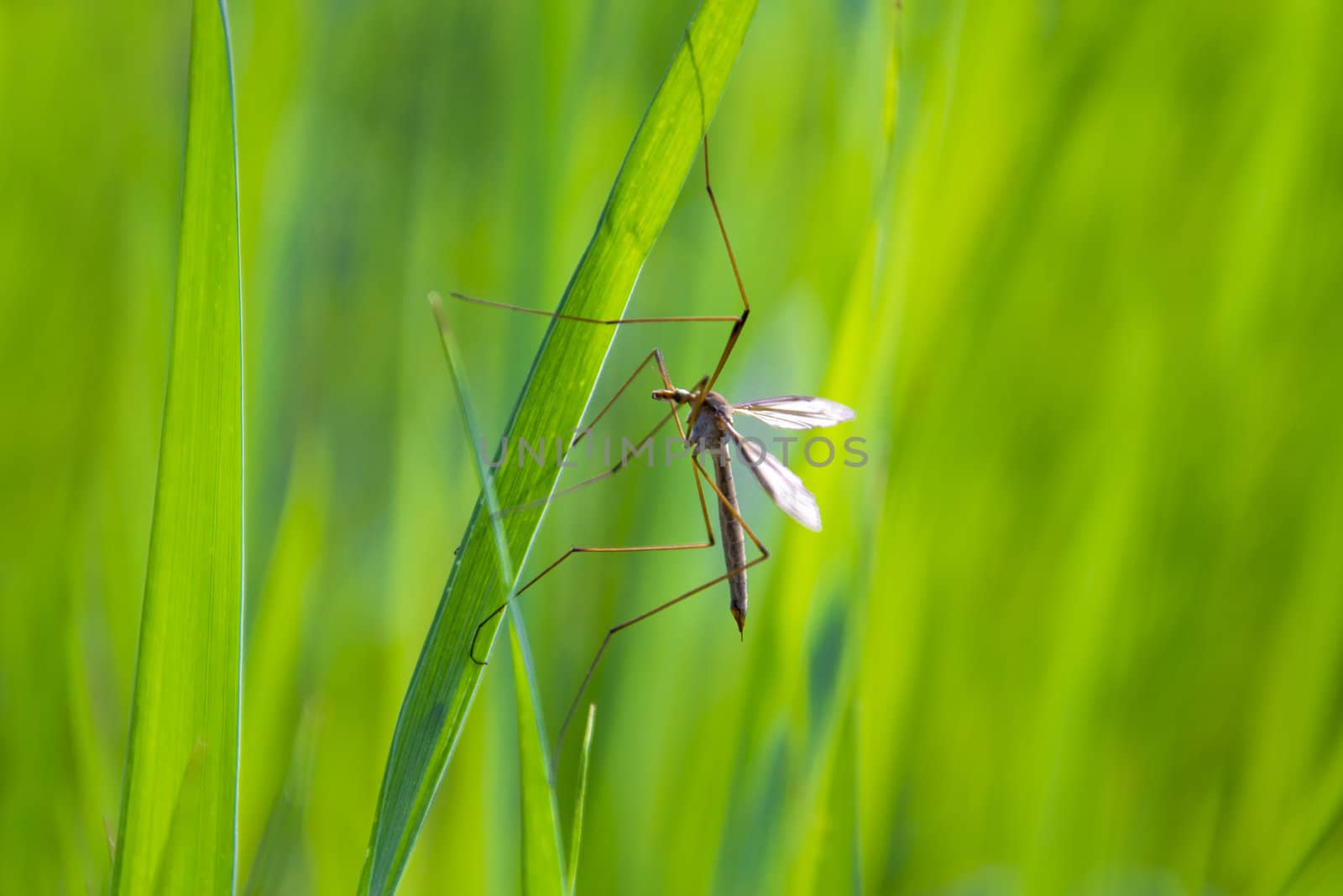 Mosquito hang on leaf in macro